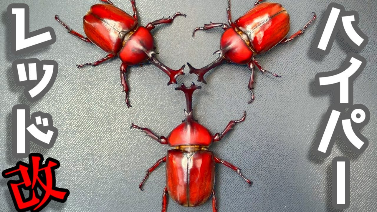 赤いカブトムシ”を8年かけて厳選交配したら…… 想像以上の姿に「見とれ