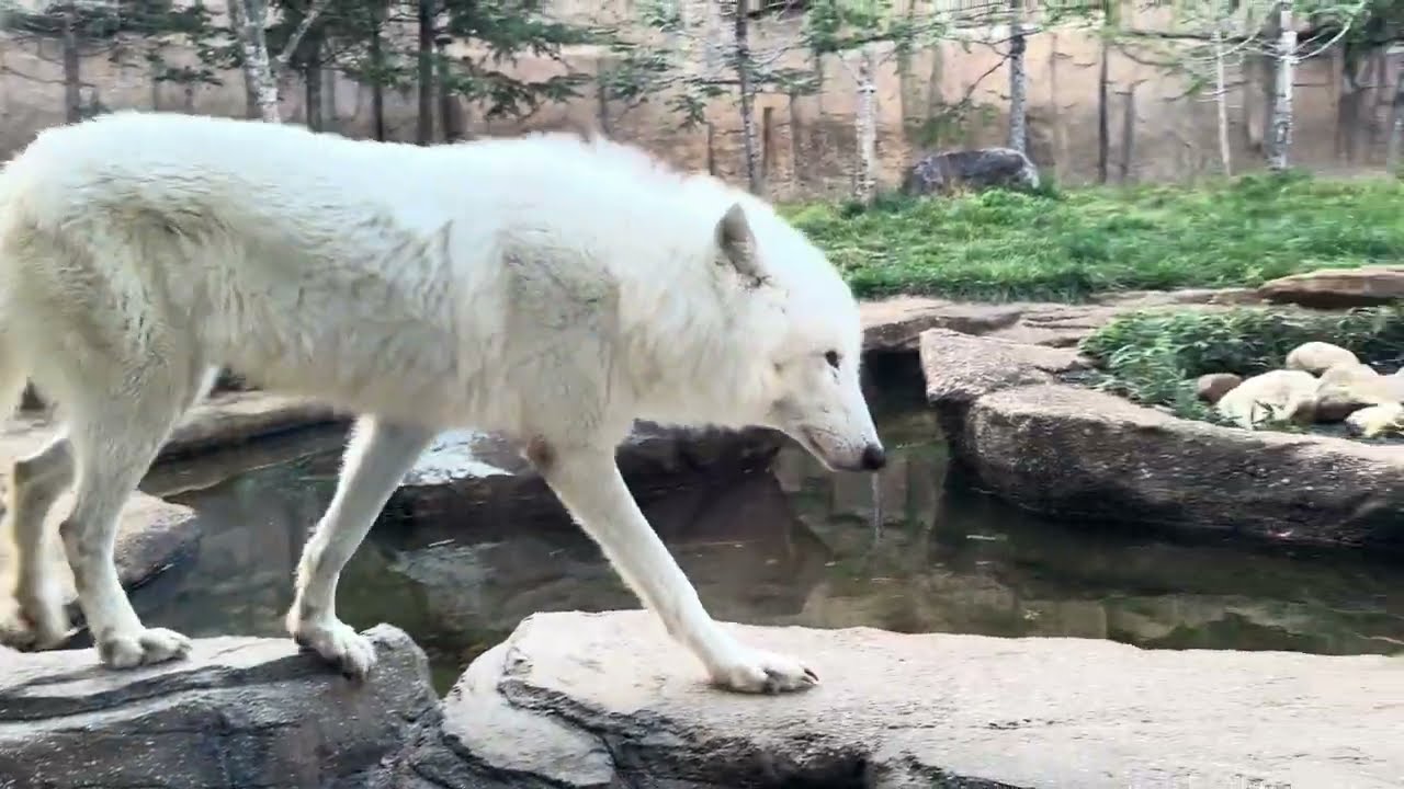 幻の白いオオカミ ホッキョクオオカミの親子展示 2024年11月8日 IMG