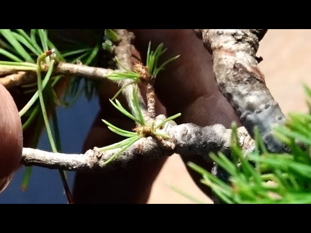 How to sprout new buds from Japanese white pine - YouTube