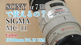 使えるの？】シグマ マウントアダプター MC-11でキヤノン EF300mm F4L