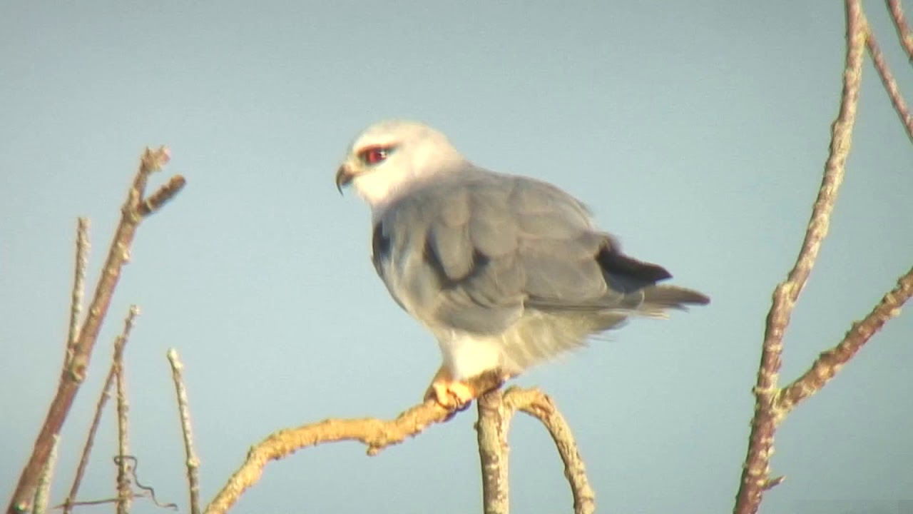 カタグロトビ（2）日本三例目？（沖縄・読谷村） - Black-winged kite