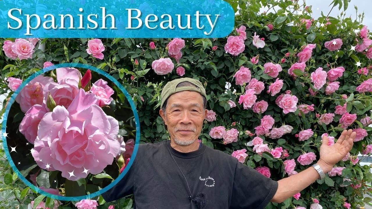 スパニッシュ ビューティーの魅力 誘引しやすいつるバラ - YouTube