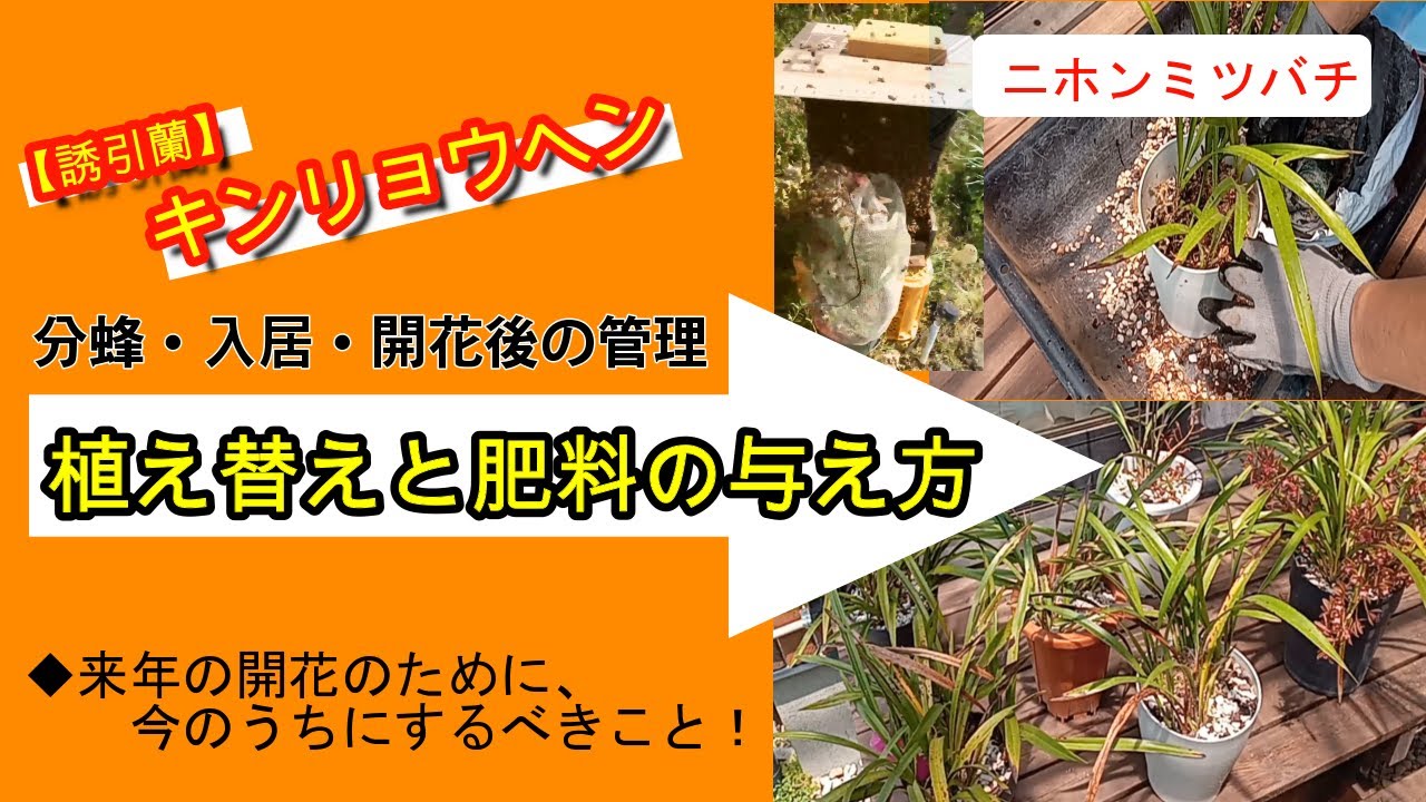 趣味の養蜂】ニホンミツバチの分蜂・入居時期も終盤に近付いた5月下旬