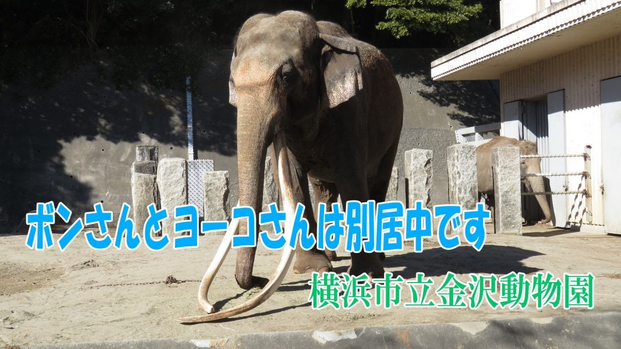 気性が荒くなったアフリカゾウ(多摩動物公園) - YouTube