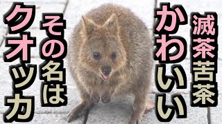 Quokka] I encountered a really cute animal on Rottnest Island