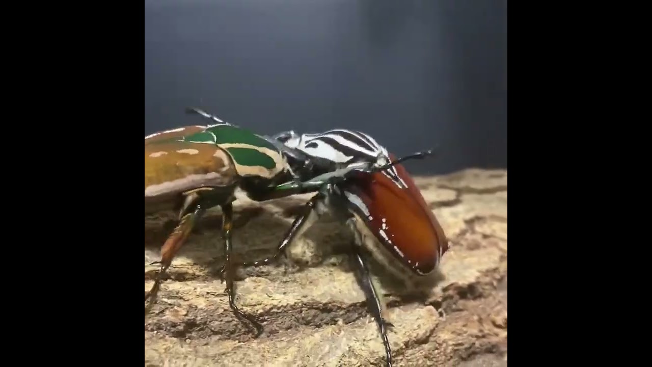 蟲神器】レギウスオオツノハナムグリ(LR)の詳細【昆虫カード図鑑】