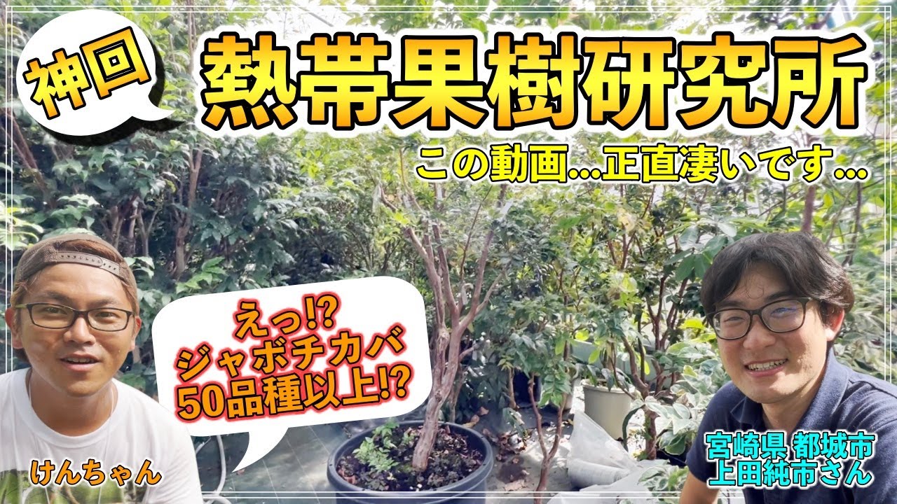 寒いところでも栽培できる初心者おすすめの熱帯果樹「13」選