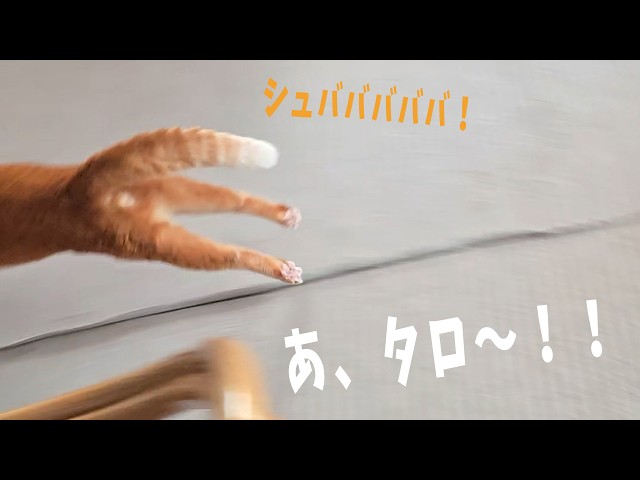 Taro is the king of my family after all [Living with 4 cats 1462s