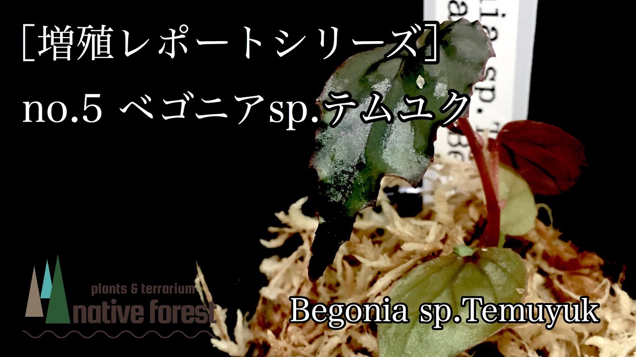 増殖レポートシリーズ］no 5 ベゴニア sp.テムユク 前半 - YouTube