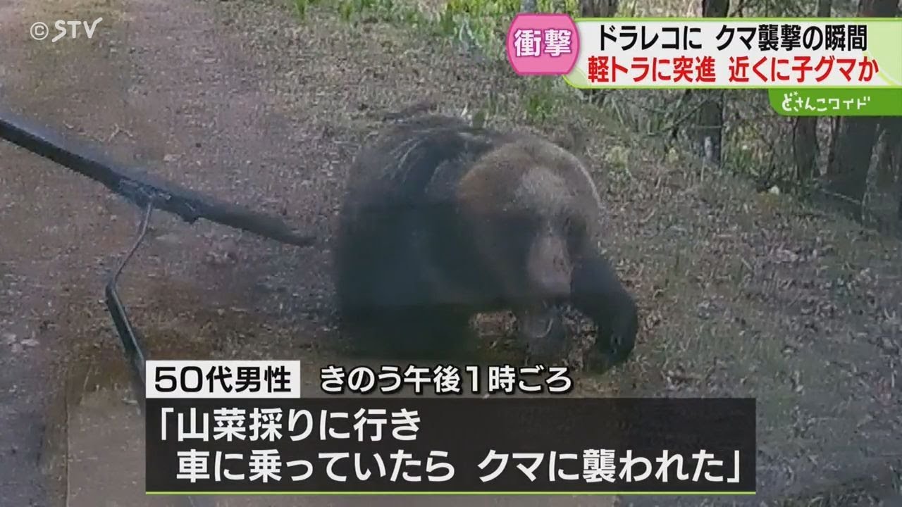 まだ来た！」クマが突進 衝突後も車を追いかける 子グマを守るためか
