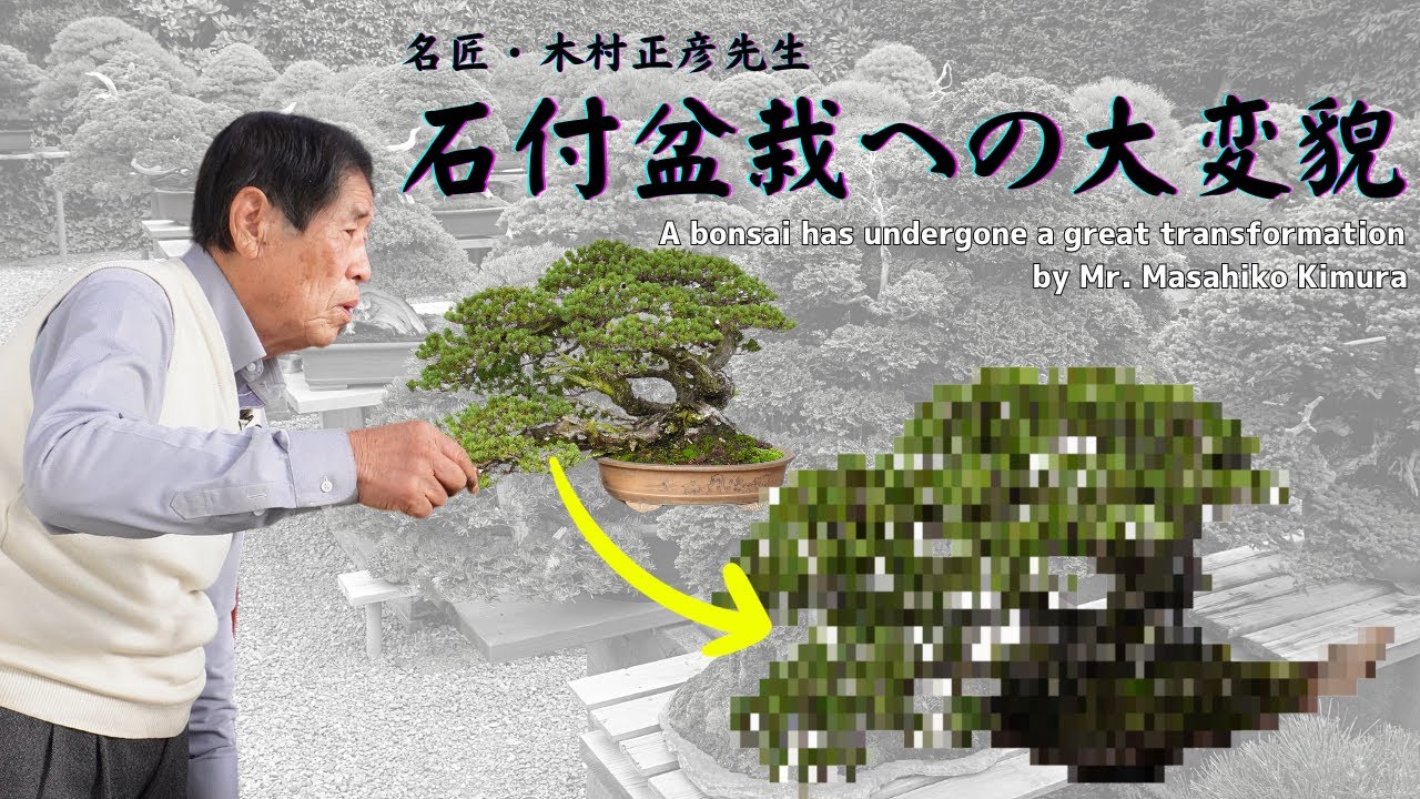 A bonsai has undergone a great transformation by Mr. Masahiko