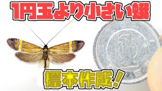 神業】1円玉より小さな美しい蛾を標本にする方法！【虫取り】 - YouTube