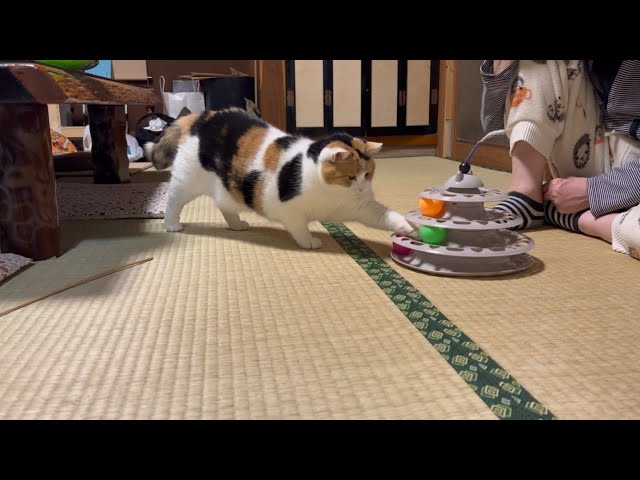 三毛猫】母と一緒に新しいおもちゃに熱中するミケ（2025年5月10日