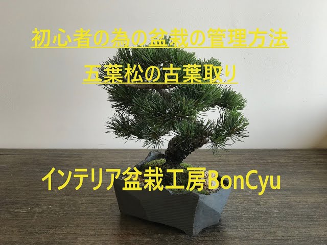 盆栽初心者の方必見！五葉松の古葉取り方法 インテリア盆栽工房BonCyu