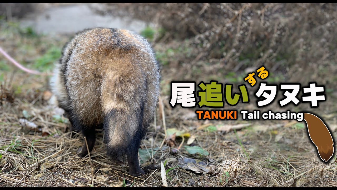尾追いするタヌキ TANUKI Tail chasing - YouTube