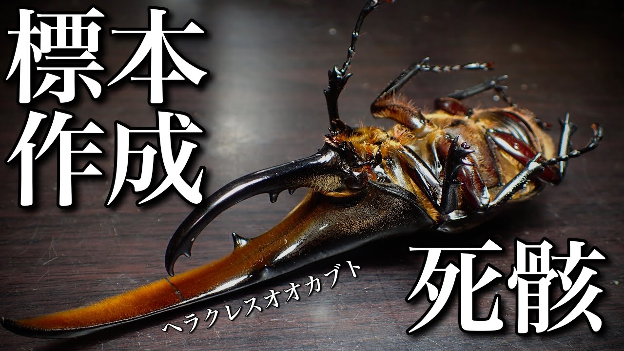 How to make a specimen of a dead Hercules [Insect specimen] - YouTube