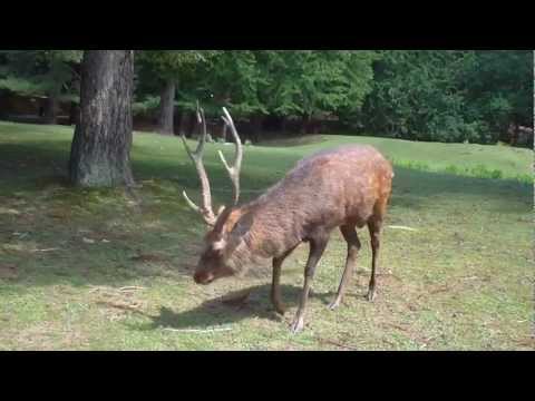 角が立派な雄鹿！＠奈良公園 その254 - YouTube