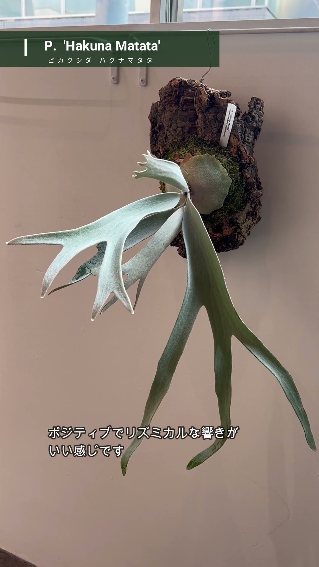 ビカクシダ #ハクナマタタ #platycerium #hakunamatata #vandakaplants