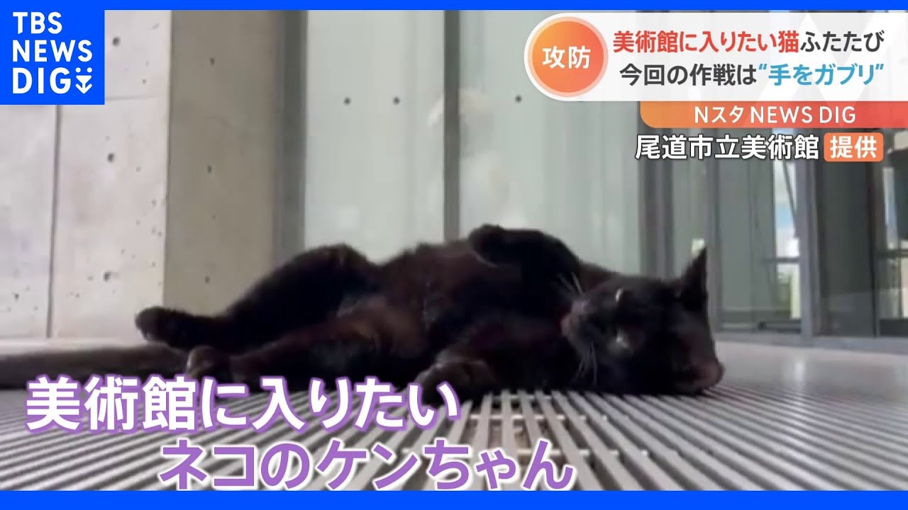 ネコVS美術館の警備員 2か月ぶりの再会でまさかのガブリ！｜TBS NEWS