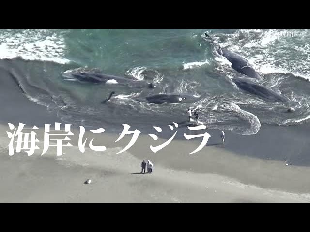 海岸にクジラ4頭、打ち上げられる…千葉・館山 - YouTube