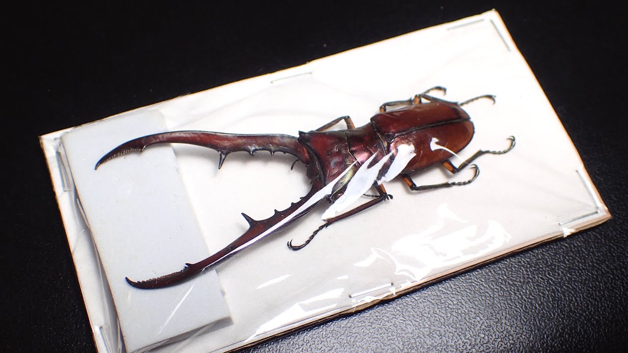 15000円で購入した虫の死骸 針刺し標本に仕上げてみた - YouTube