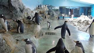 亜南極ペンギン室のペンギンたち - YouTube