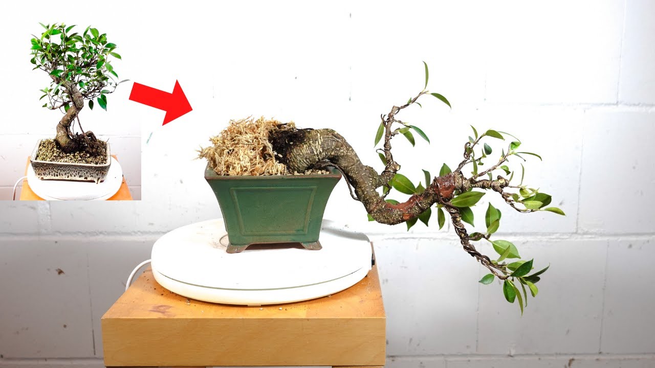 Drastic Transformation of S-Shape Ficus Microcarpa Tigerbark - YouTube