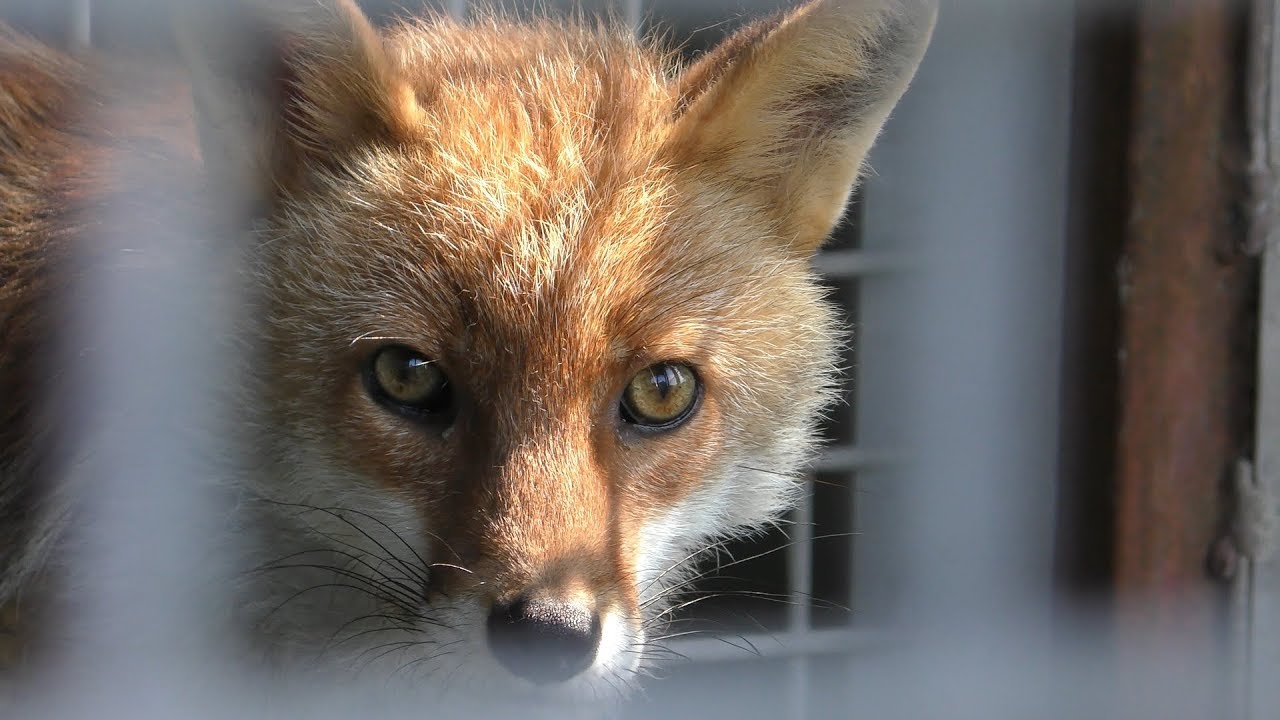 ホンドキツネ (石川県森林公園 森林動物園) 2019年8月17日 | ZFC.jp