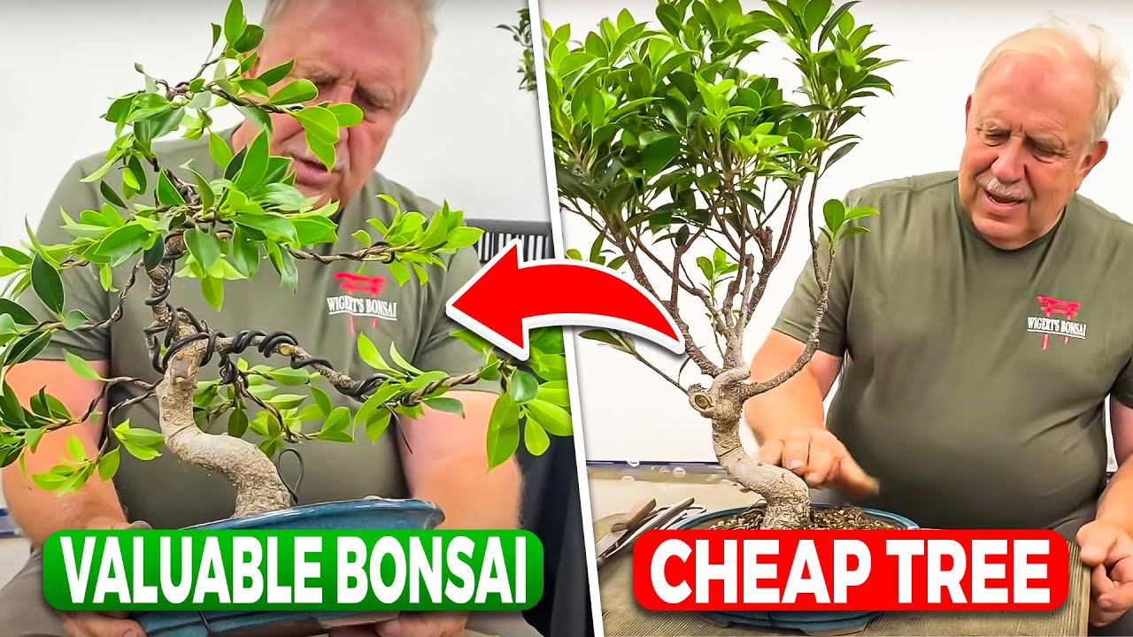 Drastic Transformation of S-Shape Ficus Microcarpa Tigerbark - YouTube