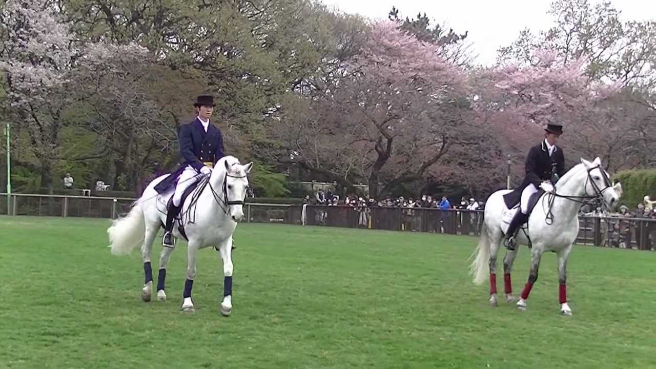 アンダルシアホースダンス（andalusian horse dancing）馬事公苑 桜
