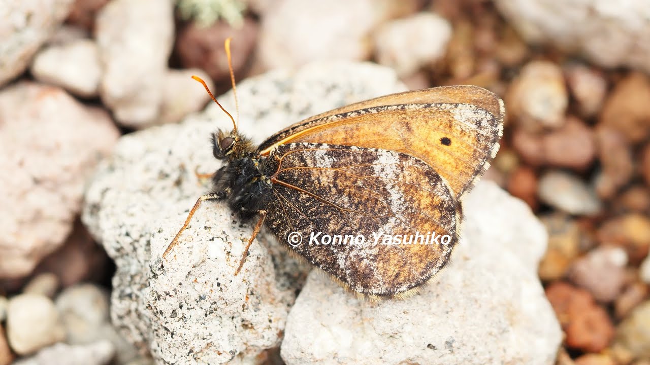 高山蝶、ダイセツタカネヒカゲ（大雪山）。静止していることが多く