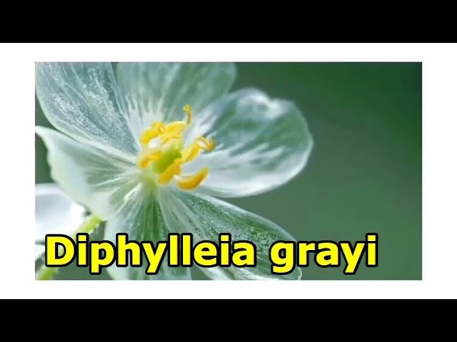 ジョンらしい綺麗な歌詞です Jonghyun（ジョンヒョン / 종현