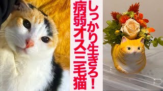 病弱オス三毛猫、仲間たちを看取った後の変化 Living his life in step