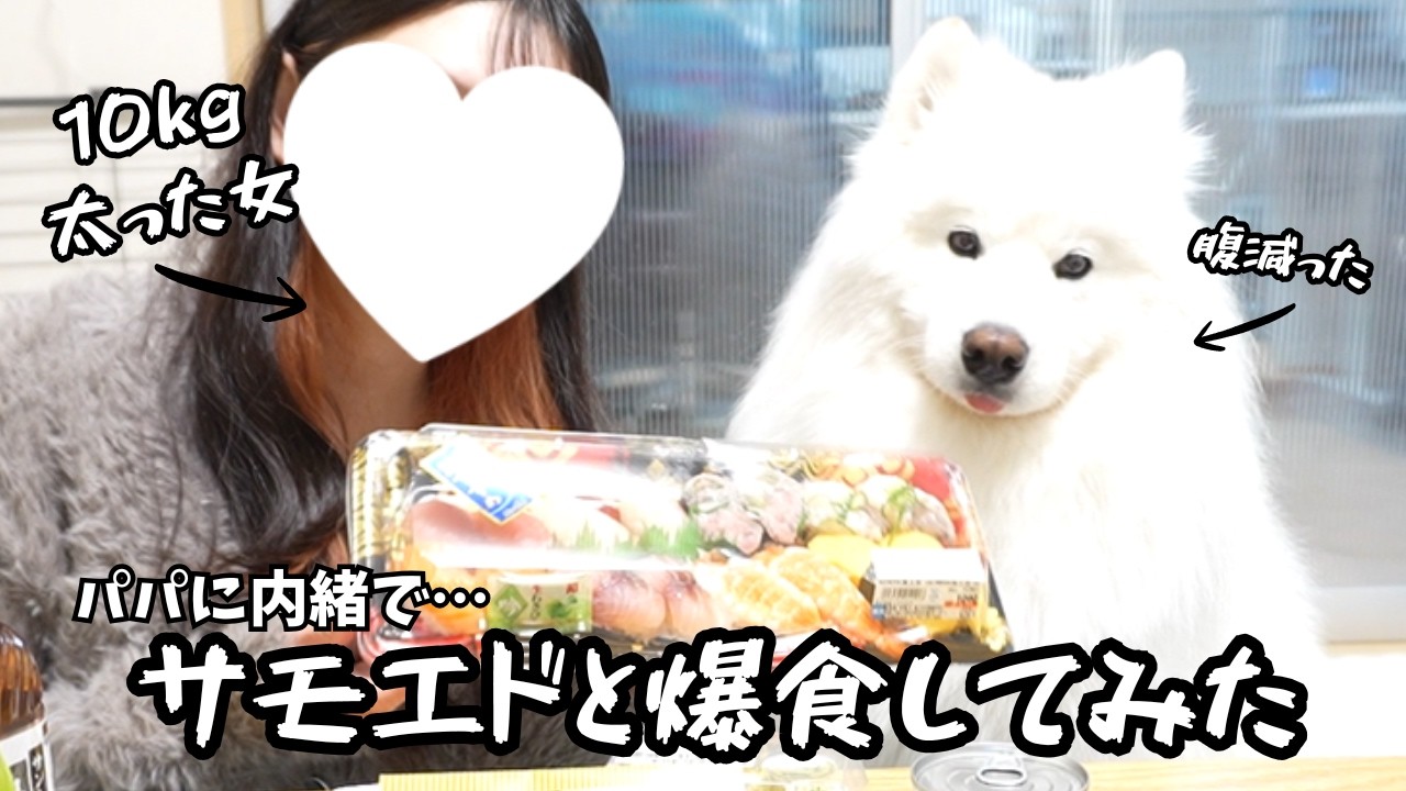 サモエドがパパと男2人暮らしになった日 - YouTube