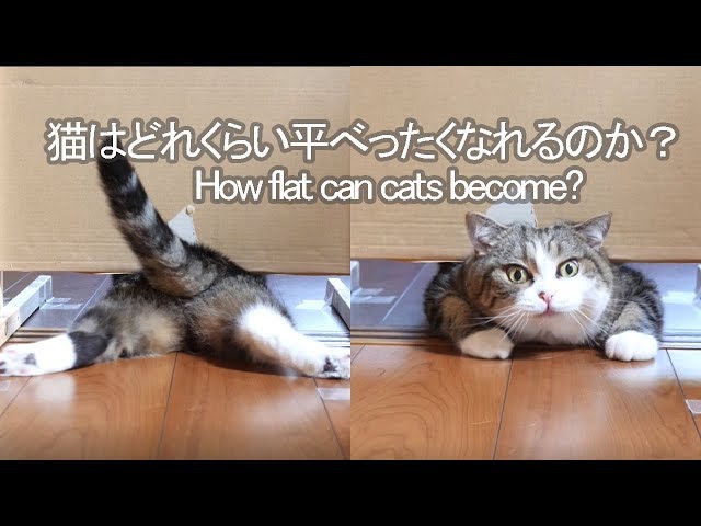 下を通るねこ。-Maru&Hana go through under it.- - YouTube