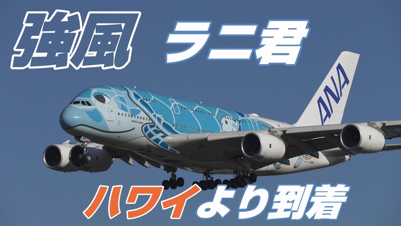 4K】成田空港 ひこうきの丘 1号機 フライングホヌ ラニ君 強風の中