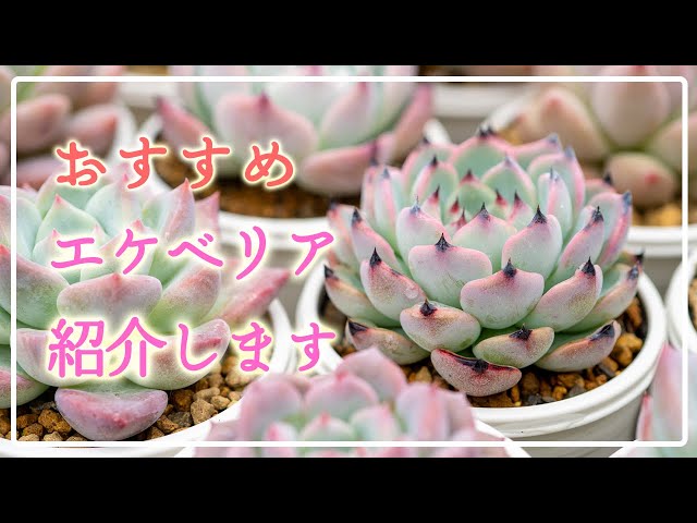 Cute now!] We'll show you its charm in detail. - YouTube