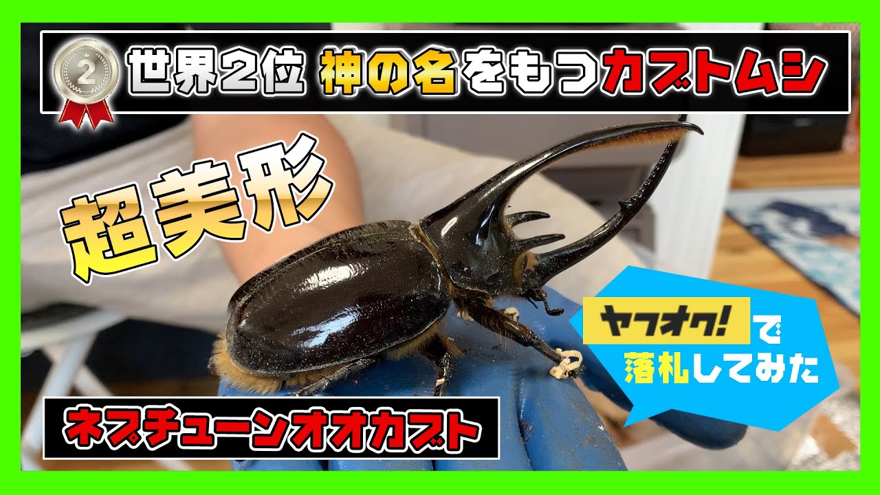 世界2位】悲願の大人気レア大型カブトムシ《超美形》ネプチューン