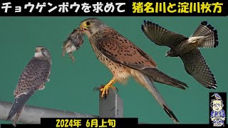 Awesome! In search of the kestrel (a type of falcon) breeding in