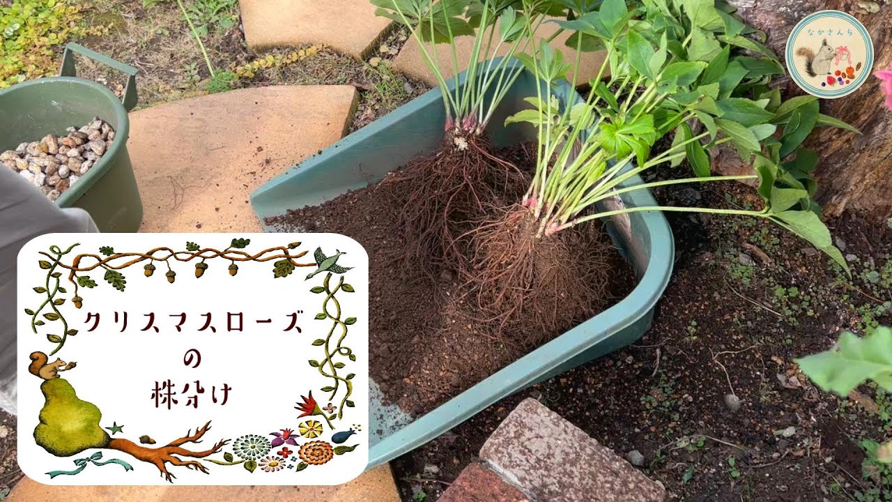 メンテナンス] クリスマスローズの株分け - YouTube