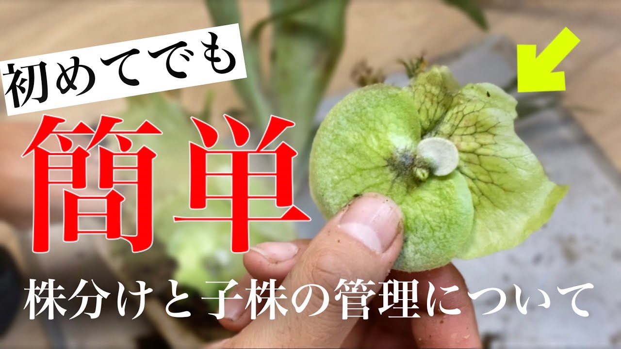 khunphon yot ♯14 クンポン ビカクシダ 子株 株分け Khunphon (yot