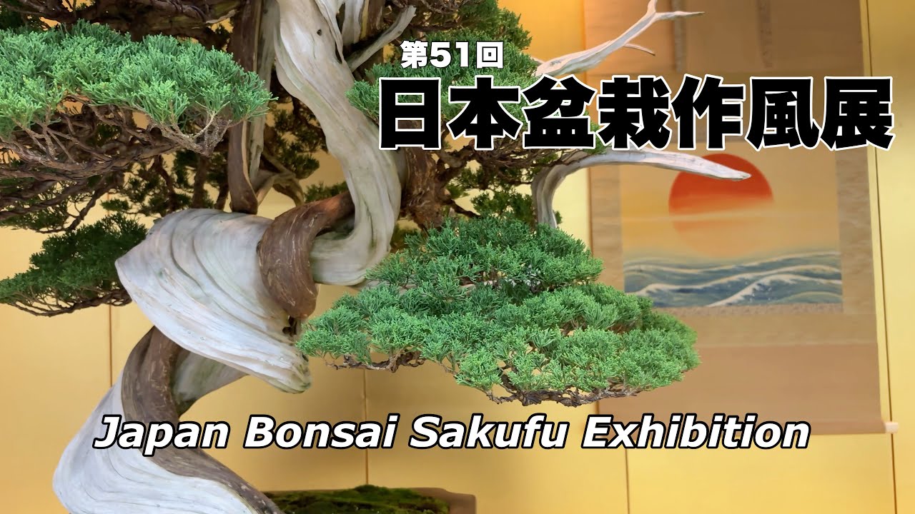 第51回 日本盆栽作風展／51st Japan Bonsai Sakufu Exhibition - YouTube