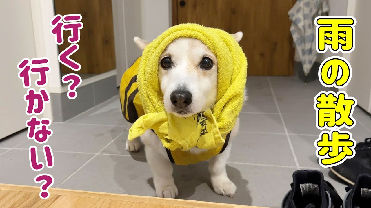 雨の日のお散歩はわんこたちに任せてます！ - YouTube