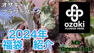 ビカクシダ】2024年福袋紹介！inオザキフラワーパーク - YouTube