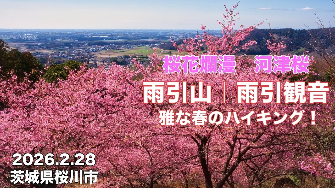 満開！河津桜2026】4K 雨引山 | 雨引観音 ピンクに染まる絶景