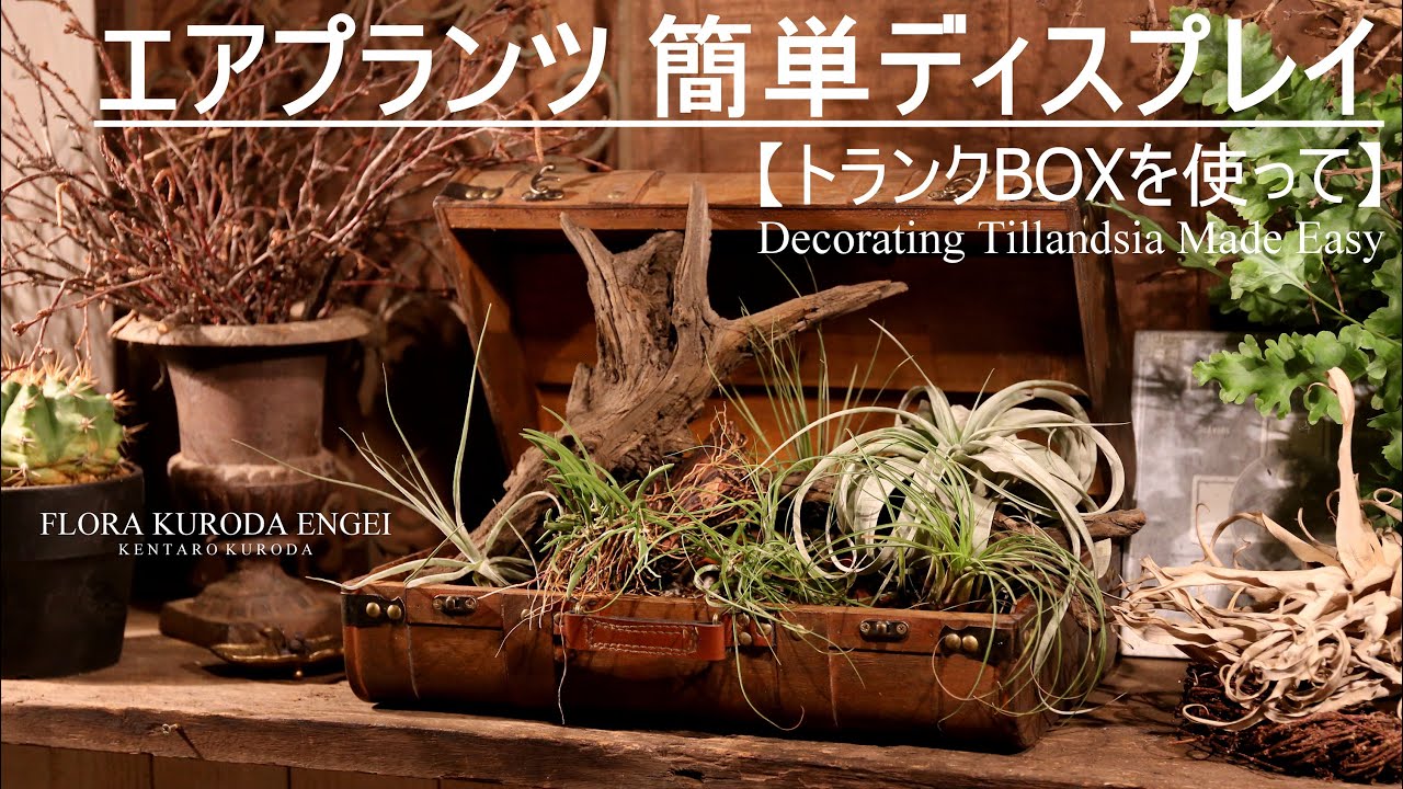 Box garden of Tillandsia【Japan】 - YouTube
