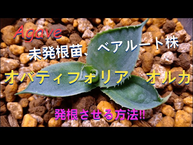 オバティフォリア オルカ！未発根苗の発根させる方法‼ ＃オバティ