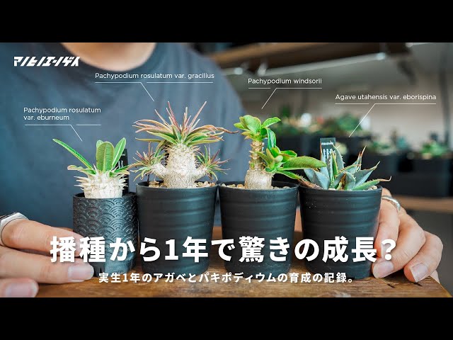 Amazing growth? A record of growing Agave and Pachypodium from