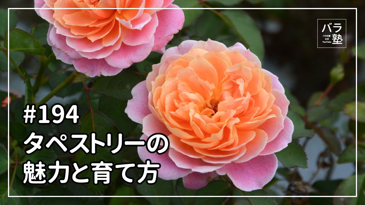 バラ苗【中苗】タペストリー 国産苗 6号鉢植え品［農林水産省 品種登録
