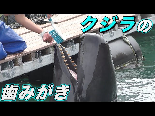 クジラの歯科検診〜「クジラの歯みがき」と「クジラの解説」〜 - YouTube